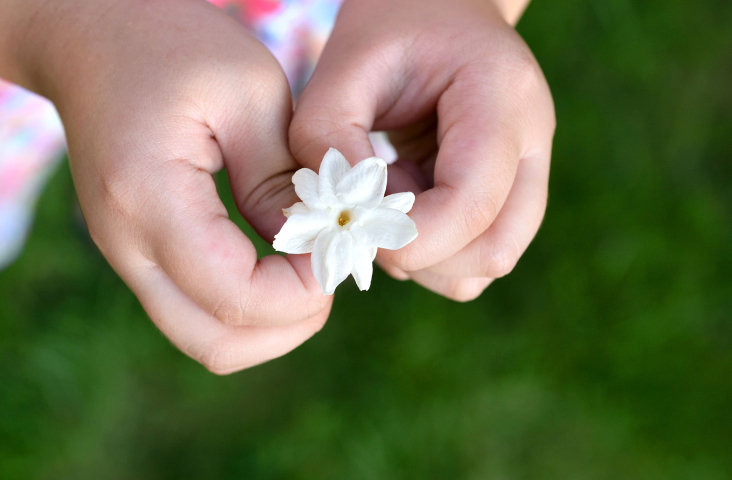 Kinderhanden met jasmijnbloemetje. Foto Shutterstock